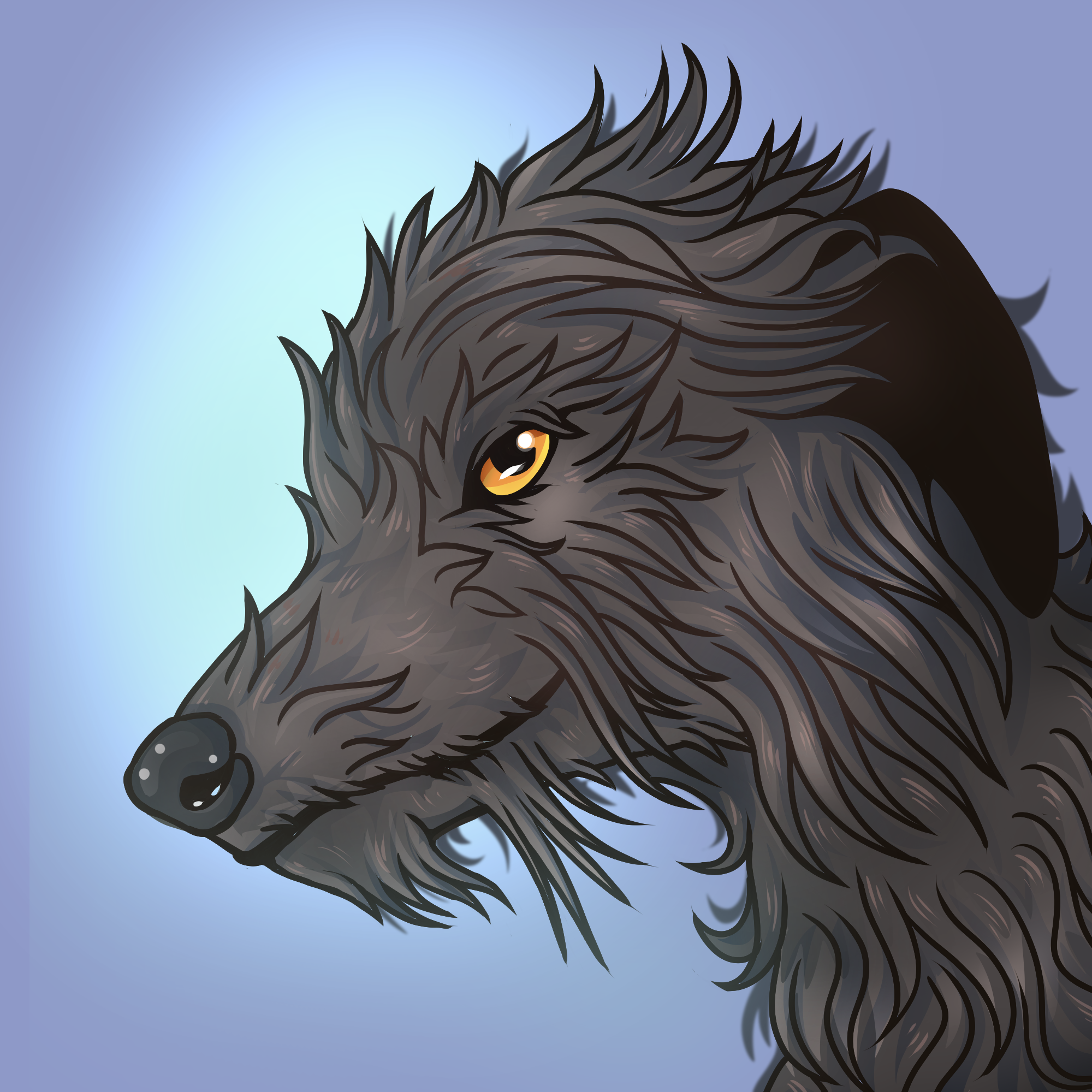 A grey deerhound with wild fur and yellow eye looking at the veiwer with its snout pointed to the left